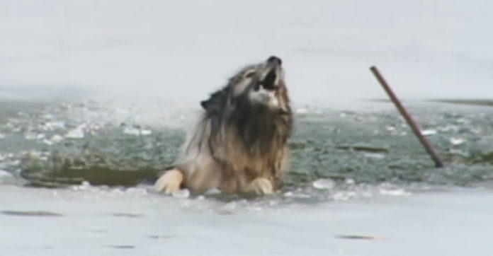 dog-boo-icy-pond