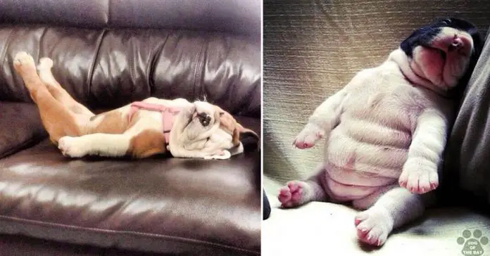 dogs-sleeping-positions-2 dogs sleeping positions
