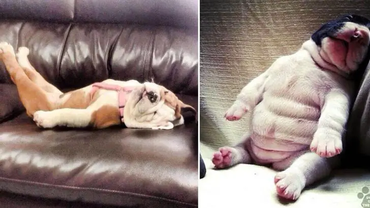 dogs sleeping positions