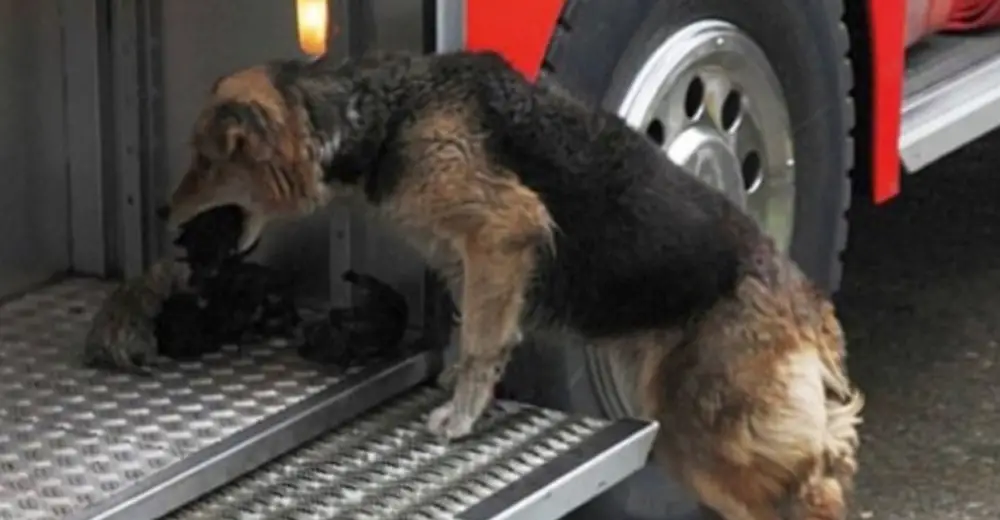 Firefighters See A Dog Running Out Of A Burning House ...