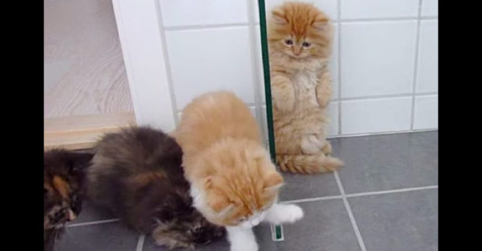 five-fluffy-kittens