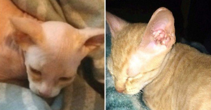 hairless-cat-online-scam