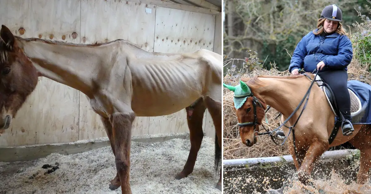 Woman Banned From Keeping Horses After Selfie With Skeletal Horse