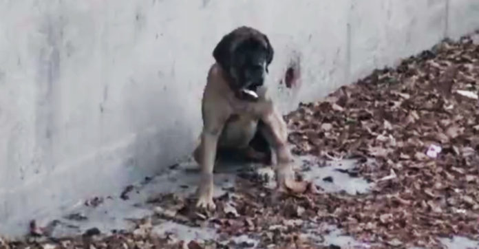 injured-mastiff-trapped-in-river