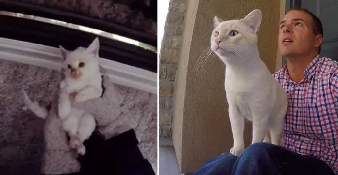kitten-saved-from-freezing-snow