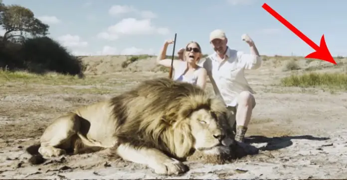 lion-revenge