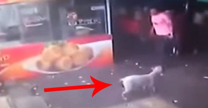 man-kick-dog-karma
