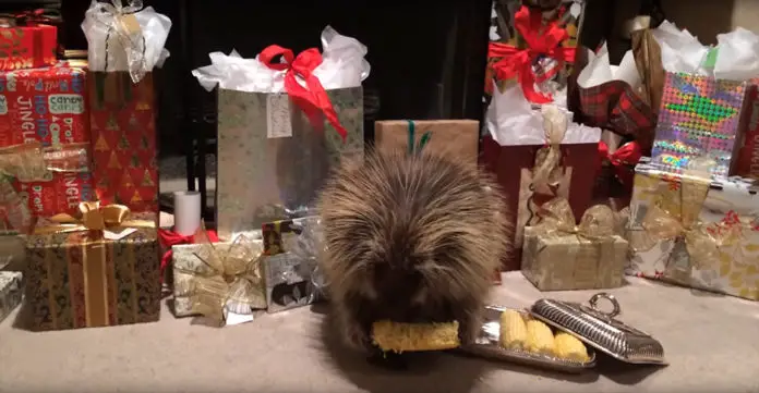 porcupine-christmas
