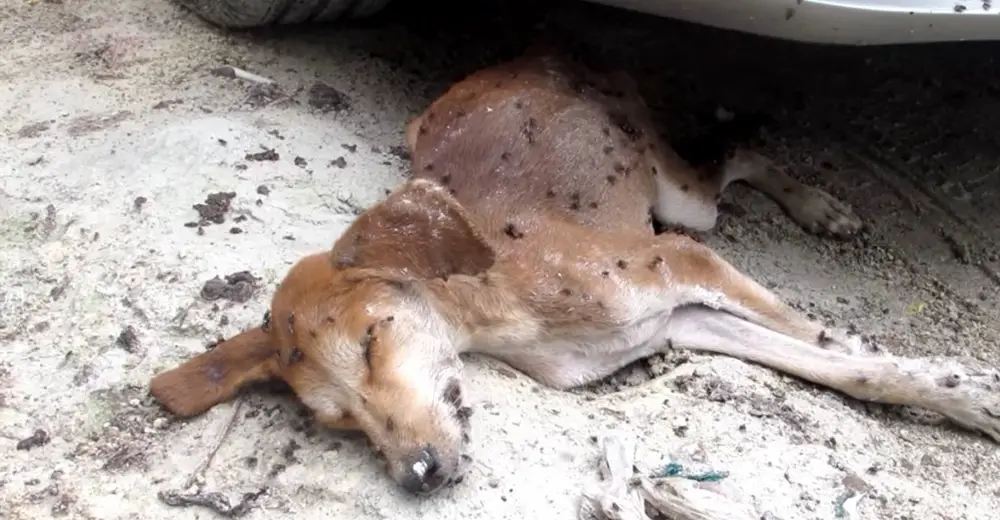 Dog Found Motionless And Covered In Flies Makes Recovery