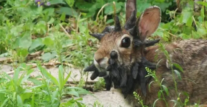 rabbit-tumors
