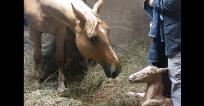 rare-twin-foals-surprise