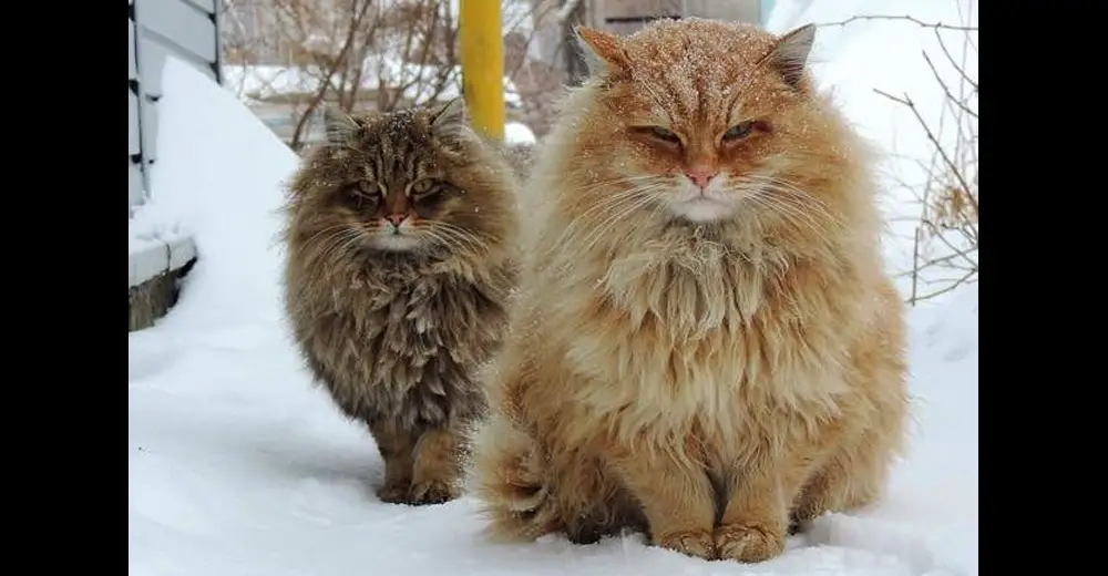 One Winter, Her Cat Suddenly Started Fluffing Up, Doubling In Size