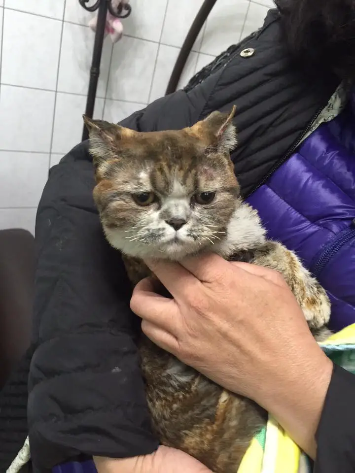 cats saved from fire