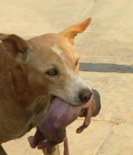 the stray dog the stray dog