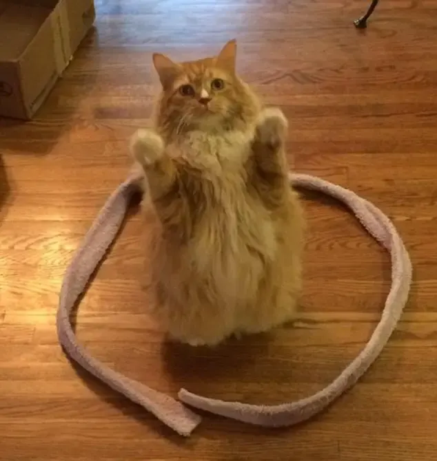 cats and circles