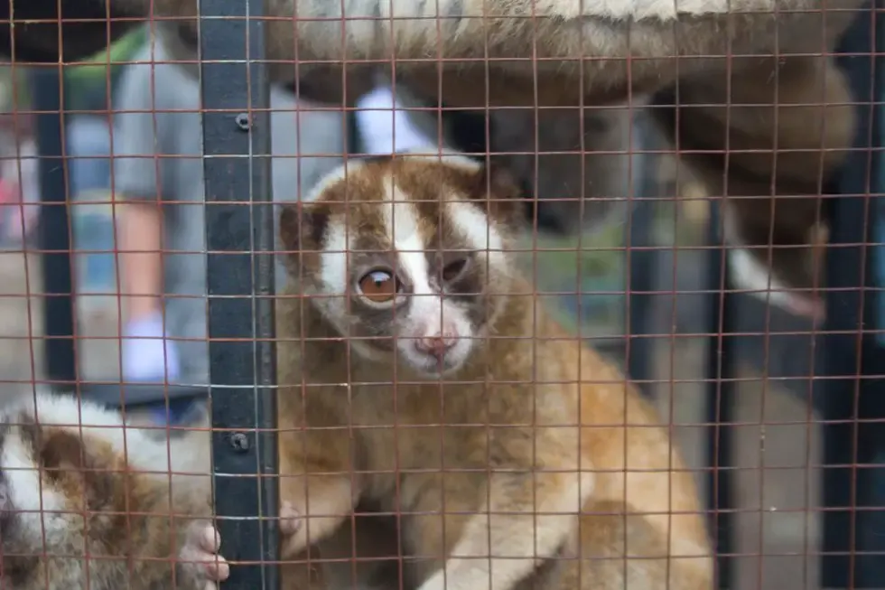 slow loris