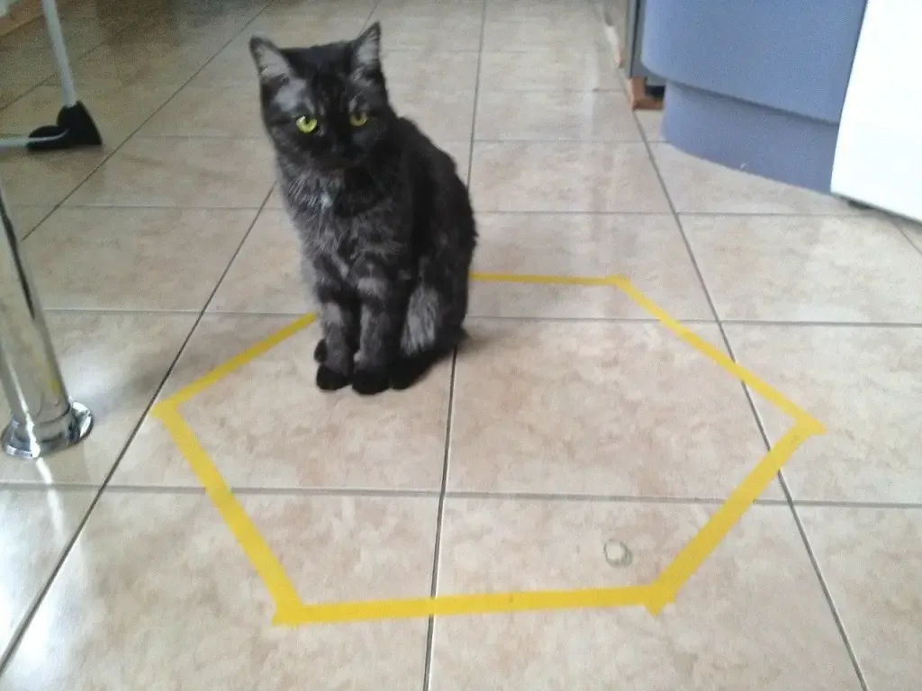 cats and circles