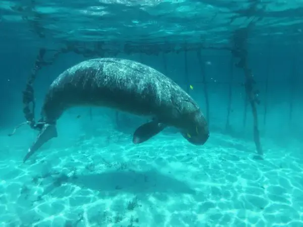 underwater cages