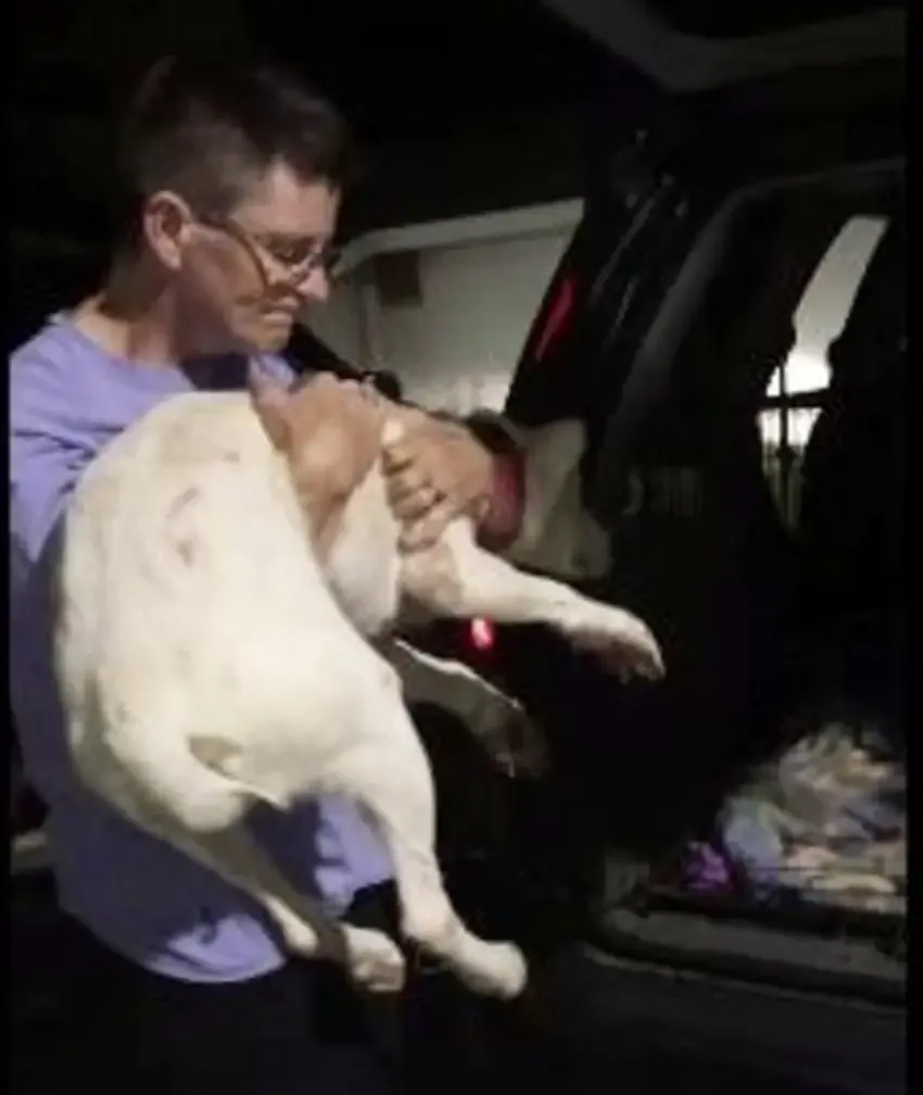 abused dog
