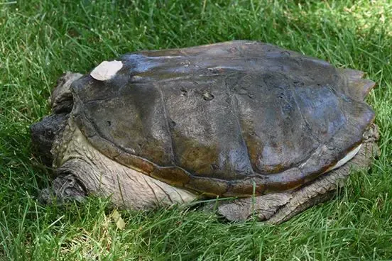 turtle stabbed with screwdriver