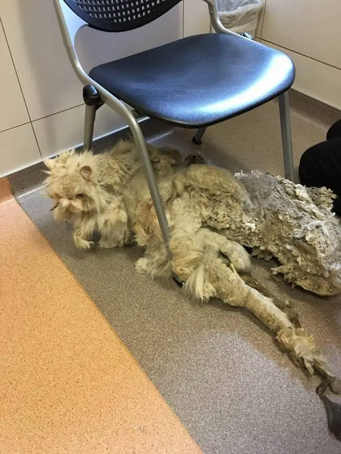 Persian Cat Was Rescued With 5 Pounds Of Matted Fur That Looked Like A