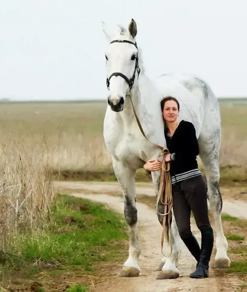 largest horses