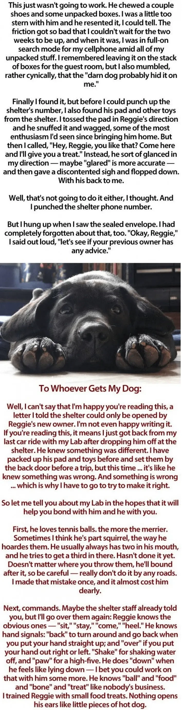 dog letter