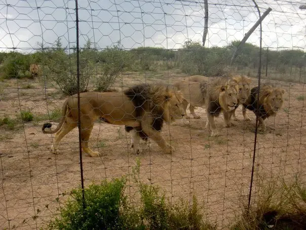 lion leaps on man