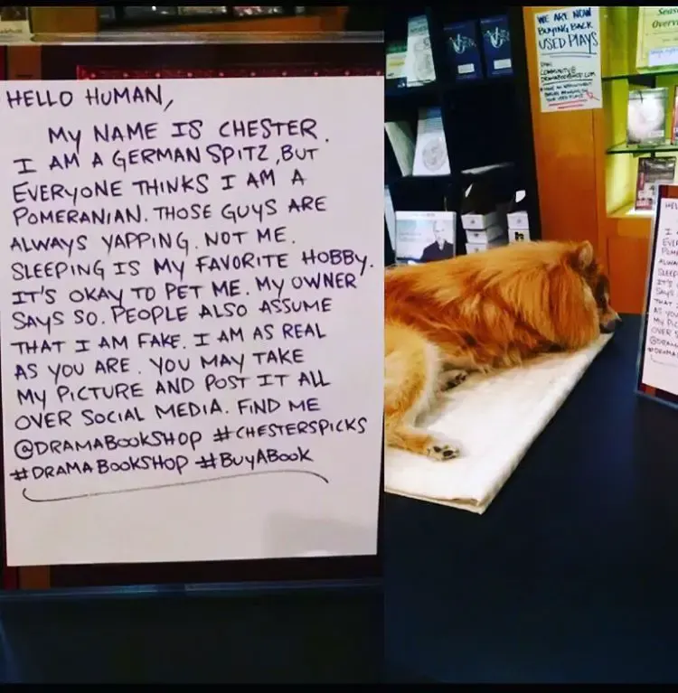 fake dog at bookstore