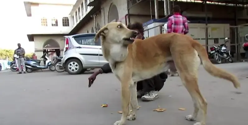 dog tumor healed