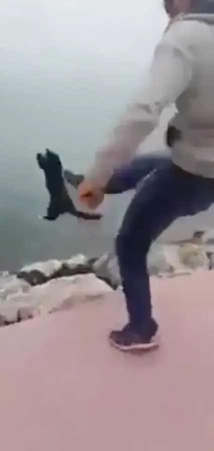 man kicks cat