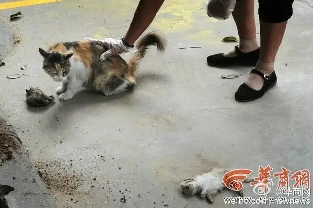 cat licking baby