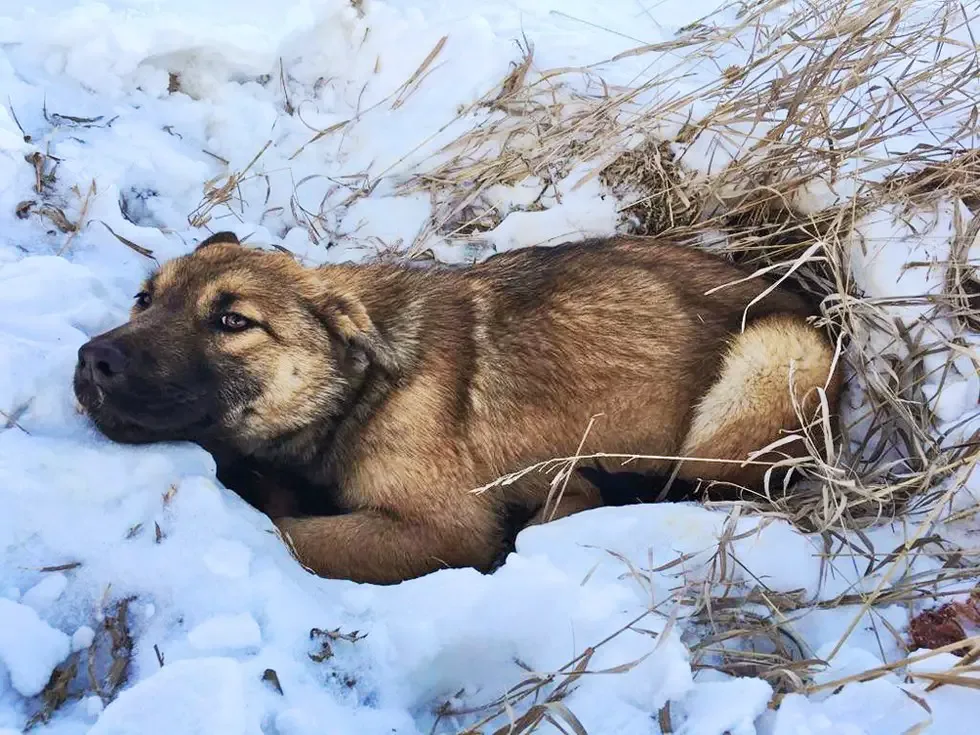 dog hit by car