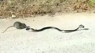 rat and snake