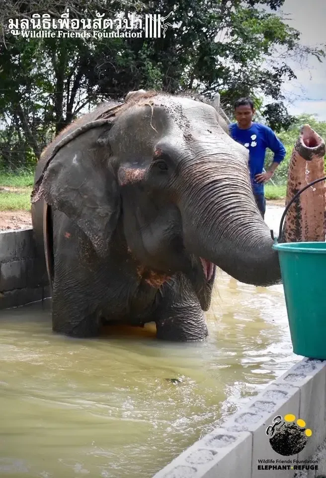 elephant funeral