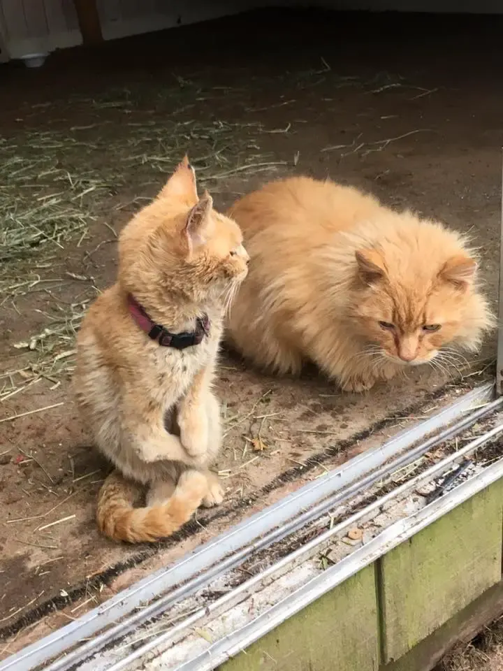 cat hopping