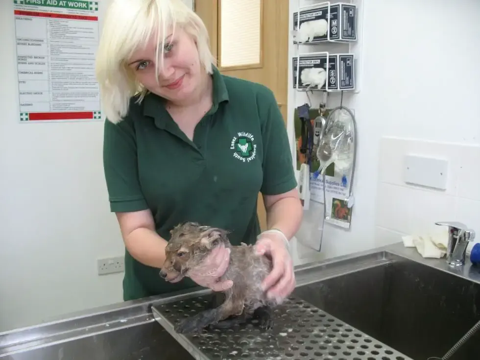 rescue animal
