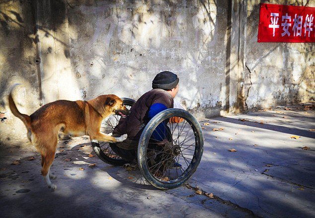 dog and disabled human