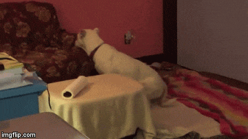 abused dog