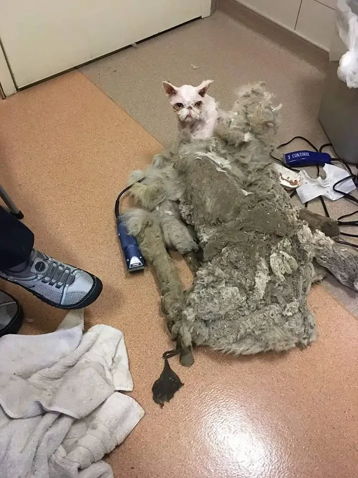 matted fur like carpet