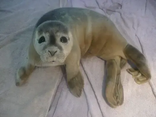 baby seal