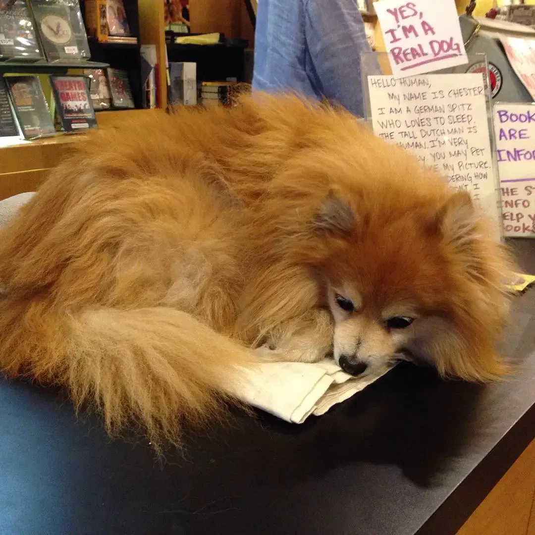 fake dog at bookstore