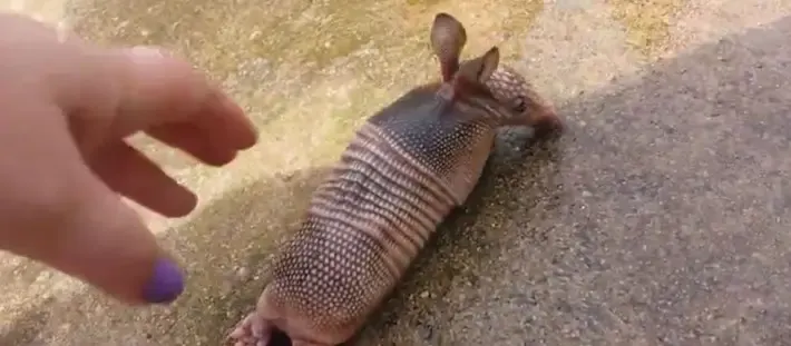 baby armadillo