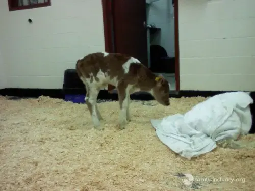 calf at auction