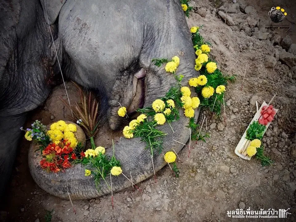 elephant funeral