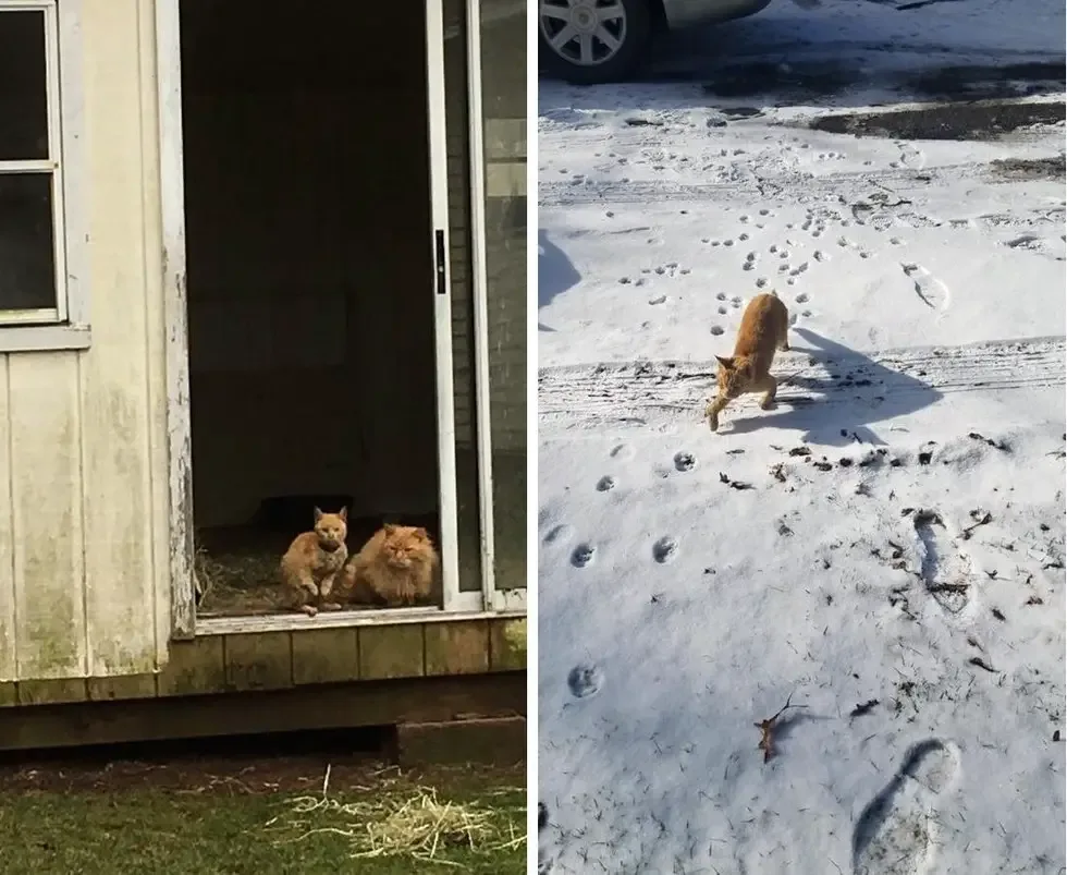 cat hopping