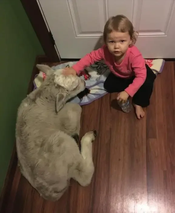 baby and cow