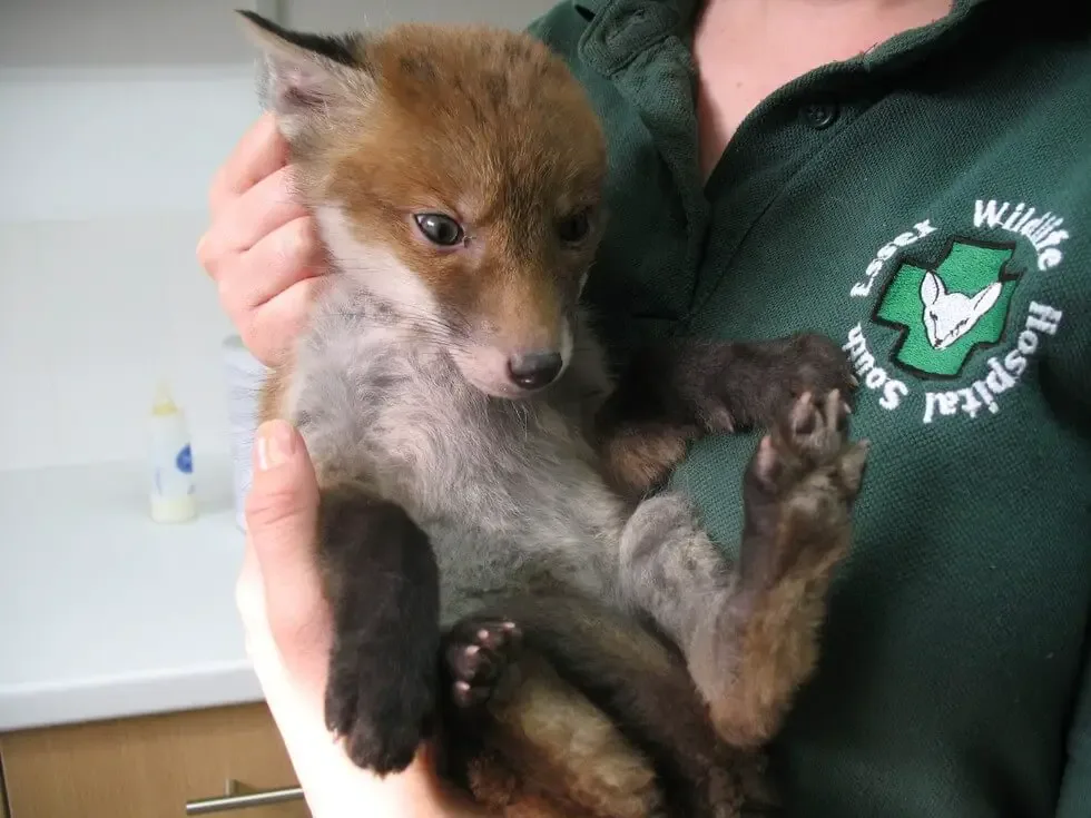 rescue animal