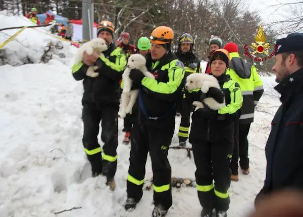 puppy rescue