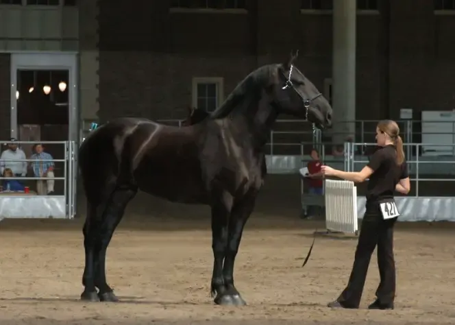 largest horses